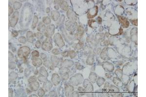 Immunostaining (ISt) image for anti-Oxidative-Stress Responsive 1 (OXSR1) (AA 1-527) antibody (ABIN523326)