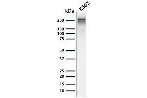 Western Blot Analysis of human K562 cell lysate using Spectrin alpha 1 Mouse Recombinant Monoclonal Antibody (rSPTA1/1832). (Rekombinanter SPTA1 Antikörper  (AA 356-475))