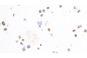 anti-V-Maf Musculoaponeurotic Fibrosarcoma Oncogene Homolog (Avian) (MAF) (AA 125-175) antibody