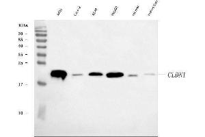 Western blot analysis of Claudin 1 using anti-Claudin 1 antibody (ABIN7604445).