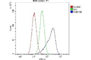 Flow Cytometry analysis of A549 cells using anti-RAB11B antibody (ABIN6719364). (RAB11B Antikörper)