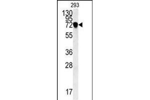 C4orf31 Antibody (N-term) (ABIN651996 and ABIN2840488) western blot analysis in 293 cell line lysates (35 μg/lane).