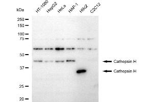Western blotting analysis using Cathepsin H antibody (ABIN7797940).