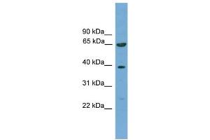 KLHL20 antibody  (C-Term)