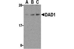 Western Blotting (WB) image for anti-Defender Against Cell Death 1 (DAD1) (C-Term) antibody (ABIN1030353) (DAD1 Antikörper  (C-Term))