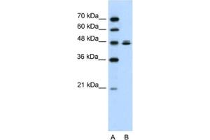 Western Blotting (WB) image for anti-HSPB (Heat Shock 27kDa) Associated Protein 1 (HSPBAP1) antibody (ABIN2461932) (HSPBAP1 Antikörper)