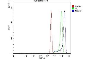 anti-Chemokine (C-X-C Motif) Receptor 7 (CXCR7) (C-Term) antibody
