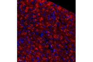 Immunofluorescence of paraffin embedded mouse pancreas using pnliprp1 (ABIN7074981) at dilution of 1:700 (400x lens) (PNLIPRP1 Antikörper)