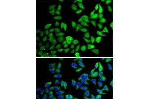 Immunofluorescence analysis of A-549 cells using USP8 Polyclonal Antibody (USP8 Antikörper)