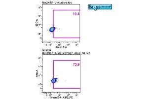 Image was kindly submitted by a researcher at Duke University Medical Center. (AIM2 Antikörper  (AA 255-354))