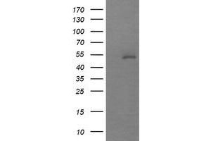 Image no. 1 for anti-Mdm4-binding Protein (MDM4) antibody (ABIN1499353) (MDM4-binding Protein Antikörper)