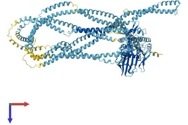 RAD50 Protein (AA 1-1312) (His tag)