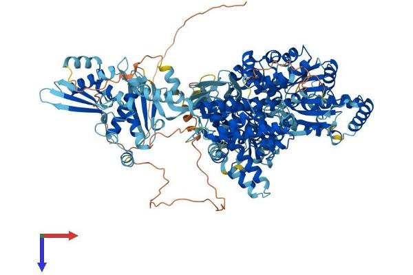 DHX30 Protein (AA 1-1194) (His tag)