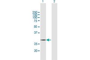 Western Blot analysis of COX11 expression in transfected 293T cell line by COX11 MaxPab polyclonal antibody. (COX11 Antikörper  (AA 1-276))