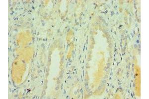 Immunohistochemistry of paraffin-embedded human kidney tissue using ABIN7171841 at dilution of 1:100 (CLEC3B Antikörper  (AA 22-202))