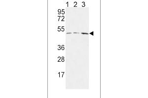 HAPLN1 antibody  (N-Term)