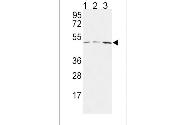 HAPLN1 antibody  (N-Term)