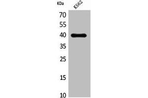 Western Blot analysis of K562 cells using CXCR-3 Polyclonal Antibody (CXCR3 Antikörper  (Internal Region))