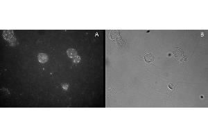ABIN184677 staining of CD25-sorted (Treg) Human blood cells gathered by cytospin and detected by FITC (A) and in phase contrast (B). (FOXP3 Antikörper  (C-Term))