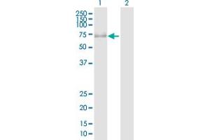 Western Blotting (WB) image for anti-Protein Kinase, AMP-Activated, gamma 3 Non-Catalytic Subunit (PRKAG3) (AA 1-489) antibody (ABIN526978)