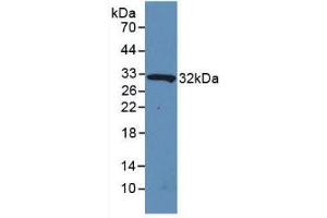 Figure. (IL4I1 Antikörper  (AA 1-245))