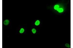 Image no. 2 for anti-MAD2 Mitotic Arrest Deficient-Like 1 (Yeast) (MAD2L1) antibody (ABIN1499249) (MAD2L1 Antikörper)