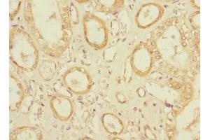Immunohistochemistry of paraffin-embedded human kidney tissue using ABIN7162147 at dilution of 1:100 (OLFML2A Antikörper  (AA 1-300))