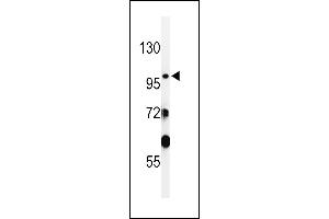 Western blot analysis of SAC2 Antibody (N-term) (ABIN650930 and ABIN2839999) in WiDr cell line lysates (35 μg/lane). (VPS52 Antikörper  (N-Term))