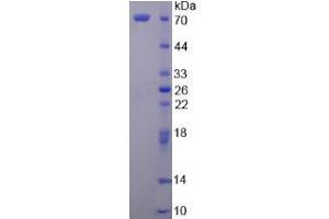 SDS-PAGE analysis of Secretogranin II Protein.