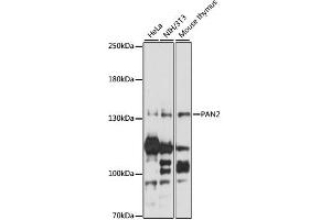 Western blot analysis of extracts of various cell lines, using PAN2 antibody (ABIN6293679) at 1:1000 dilution. (PAN2 Antikörper)