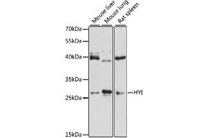 Western blot analysis of extracts of various cell lines, using HYI antibody (ABIN6294051) at 1:3000 dilution. (HYI Antikörper)