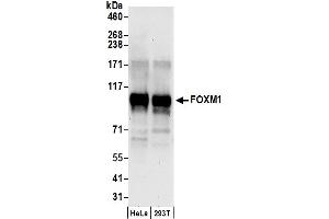 Western Blotting (WB) image for anti-Forkhead Box M1 (FOXM1) (AA 713-763) antibody (ABIN7449736)
