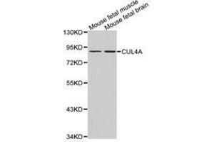 Western Blotting (WB) image for anti-Cullin 4A (CUL4A) antibody (ABIN1872121) (Cullin 4A Antikörper)