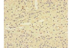 Immunohistochemistry of paraffin-embedded human adrenal gland tissue using ABIN7166112 at dilution of 1:100 (SHISA5 Antikörper  (AA 56-137))