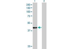 Western Blot analysis of NECAB1 expression in transfected 293T cell line by NECAB1 MaxPab polyclonal antibody. (NECAB1 Antikörper  (AA 1-351))
