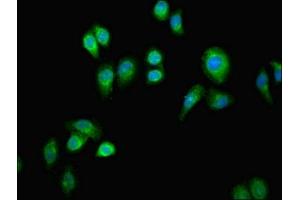 Immunofluorescent analysis of A549 cells using ABIN7154609 at dilution of 1:100 and Alexa Fluor 488-congugated AffiniPure Goat Anti-Rabbit IgG(H+L) (ERAL1 Antikörper  (AA 271-382))