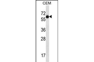 TFB Antibody (C-term) (ABIN657180 and ABIN2846308) western blot analysis in CEM cell line lysates (35 μg/lane). (TFAP2B Antikörper  (C-Term))