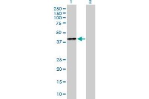 Western Blot analysis of SPOP expression in transfected 293T cell line by SPOP MaxPab polyclonal antibody. (SPOP-B Antikörper  (AA 1-374))