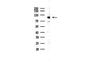 anti-C-Jun-Amino-Terminal Kinase-Interacting Protein 2 (JIP-2) antibody
