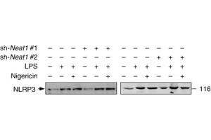 Western Blotting (WB) image for anti-NLR Family, Pyrin Domain Containing 3 (NLRP3) (AA 1-93), (Pyrin Domain) antibody (ABIN1169100)