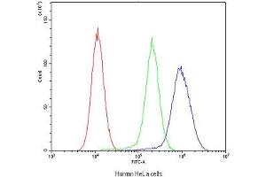 Flow cytometry testing of human HeLa cells with ABCB4 antibody at 1ug/10^6 cells (blocked with goat sera)