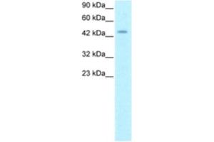 Western Blotting (WB) image for anti-Homeobox D3 (HOXD3) antibody (ABIN2460334) (HOXD3 Antikörper)