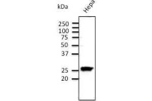 Anti-Rab11 Ab  at 1/500 dilution;  Hepa cell line at 100 µg per lane; rabbit polyclonal to goat lgG (HRP) at 1/10. (RAB11A Antikörper  (C-Term))