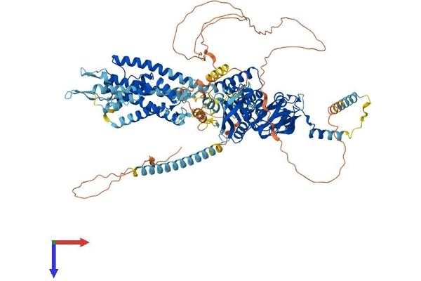 KCNH5 Protein (AA 1-988) (His tag)