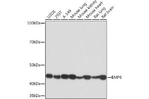Western blot analysis of extracts of various cell lines, using BMP6 Rabbit mAb (ABIN7265900) at 1:1000 dilution. (BMP6 Antikörper)