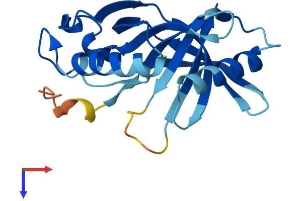 HEBP1 Protein (AA 1-190) (His tag)
