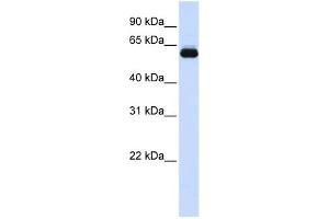 WB Suggested Anti-TRIM60 Antibody Titration:  0. (TRIM60 Antikörper  (N-Term))