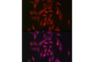 Immunofluorescence analysis of NIH/3T3 cells using PRK Rabbit pAb (ABIN6129908, ABIN6146179, ABIN6146181 and ABIN6222702) at dilution of 1:150 (40x lens). (PRKAB2 Antikörper  (AA 1-272))