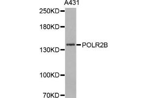 Western Blotting (WB) image for anti-Polymerase (RNA) II (DNA Directed) Polypeptide B, 140kDa (POLR2B) antibody (ABIN1876957) (POLR2B Antikörper)