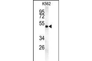 MIN Antibody (N-term) (ABIN654085 and ABIN2843973) western blot analysis in K562 cell line lysates (35 μg/lane). (MINPP1 Antikörper  (N-Term))